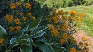 Un jardín con diversas plantas y flores, un sendero y un edificio al fondo.