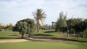 En golfbane med en tydelig sti, træer og et palmetræ i baggrunden.