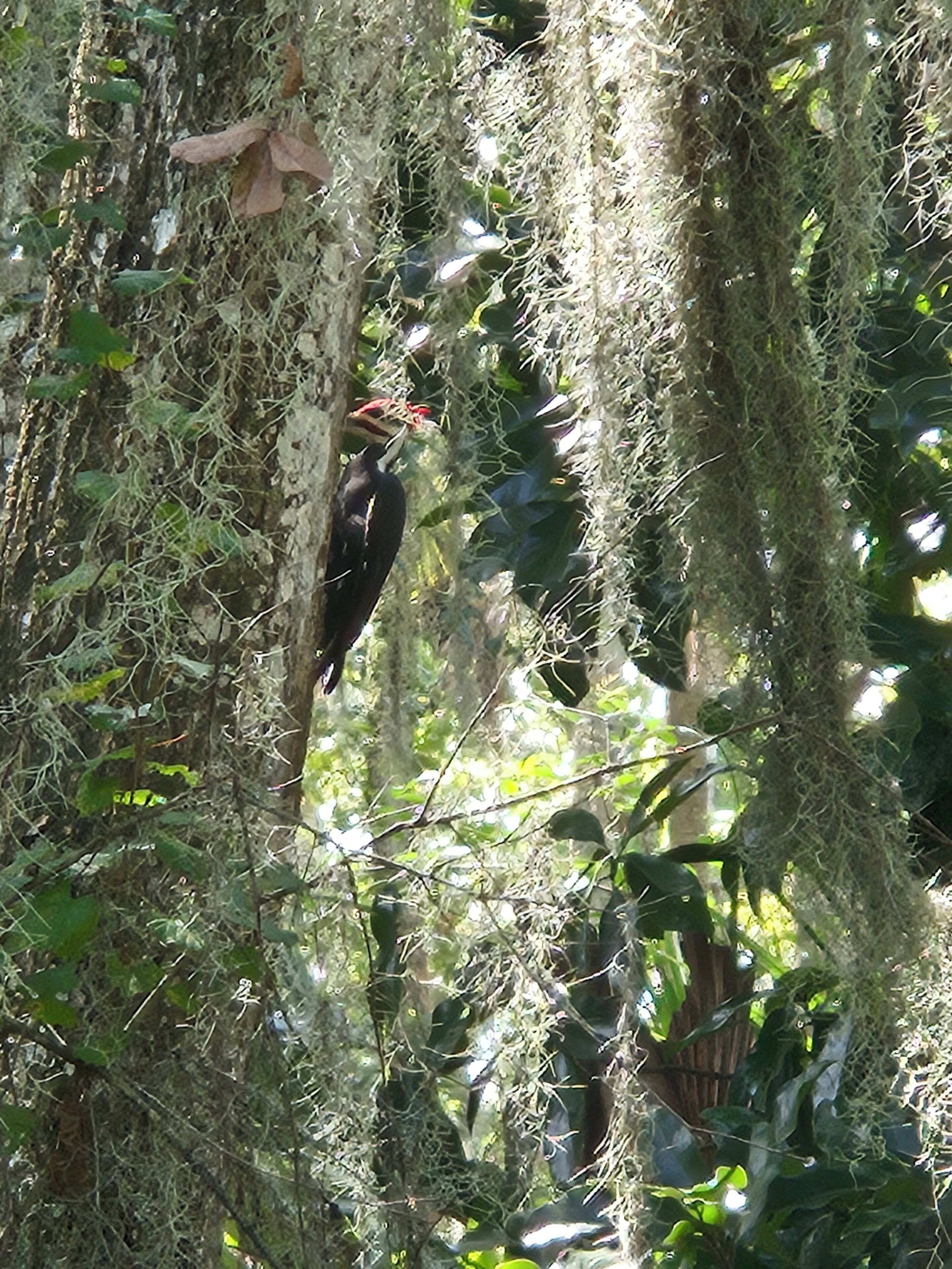 A bird perched on a tree branch in a dense forest.