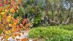 A pathway through a park with trees and green plants. - Coolart Studios: Studio Two (Balnarring)