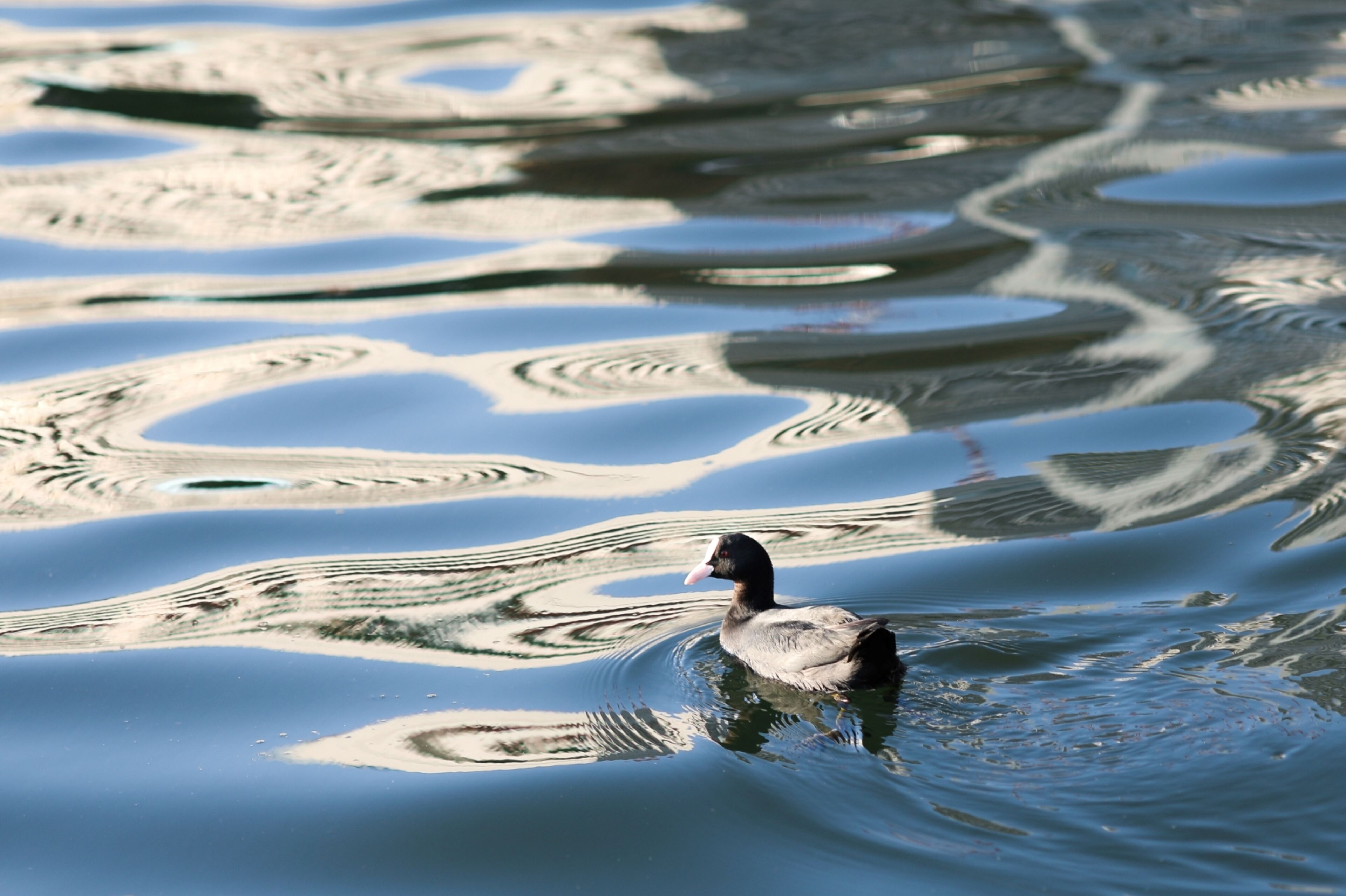 Un canard nage dans une étendue d’eau dont la surface est légèrement agitée et reflète la lumière.