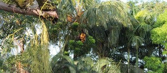 Very Charming 1-bed Studio-apartment in Paramaribo