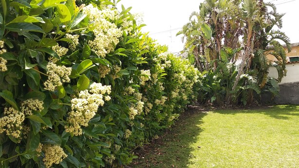 A well-maintained hedge with clusters of white flowers, a grassy lawn, and tall palm trees in the background.