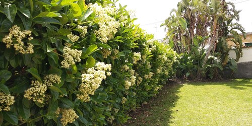 House With Garden Near the sea