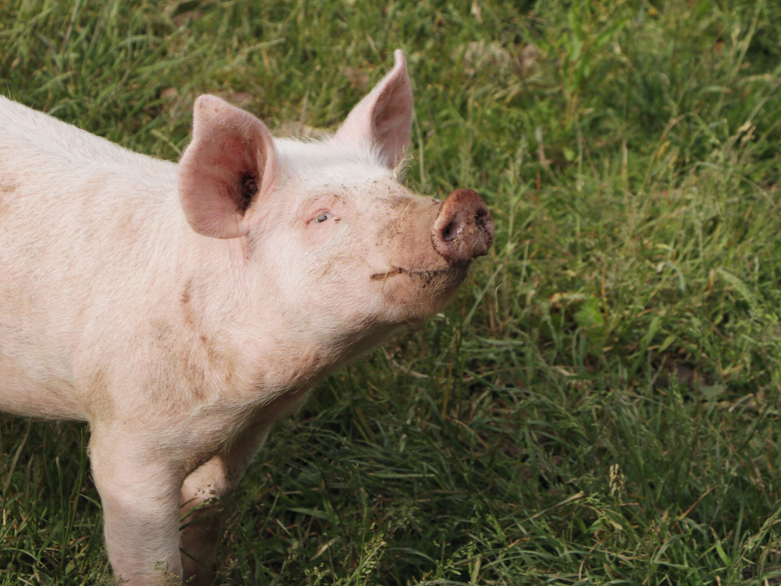 Un gros plan de la tête d’un cochon, avec un arrière-plan herbeux.