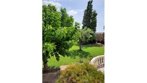 A well-maintained garden with a variety of trees and shrubs, a lawn, and a stone balustrade. - Chez Nicolle et Jean - House near Narbonne (Canet)
