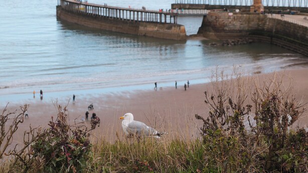 A coastal scene with a pier extending into the water, a lighthouse, and a sandy beach with people and seagulls.