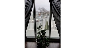 A window with sheer curtains, a potted plant, and a view of a parking lot and buildings. - The Rameau 1er (Montréal)