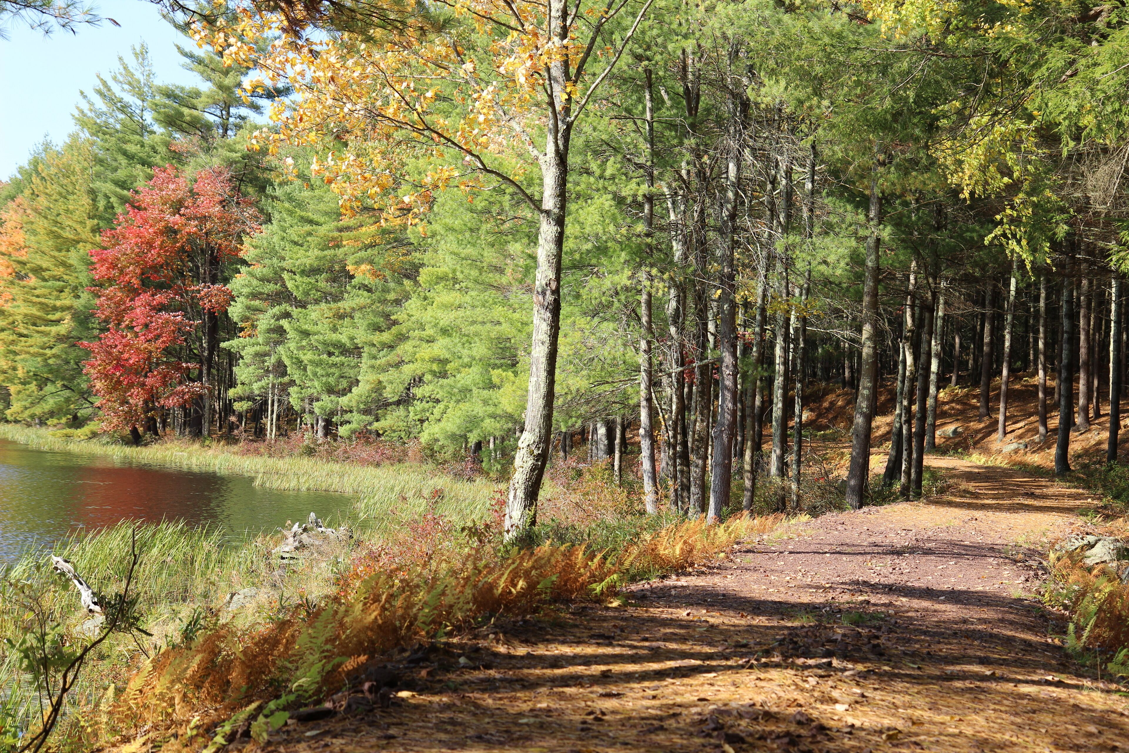 A forested area with a dirt path leading to a body of water.
