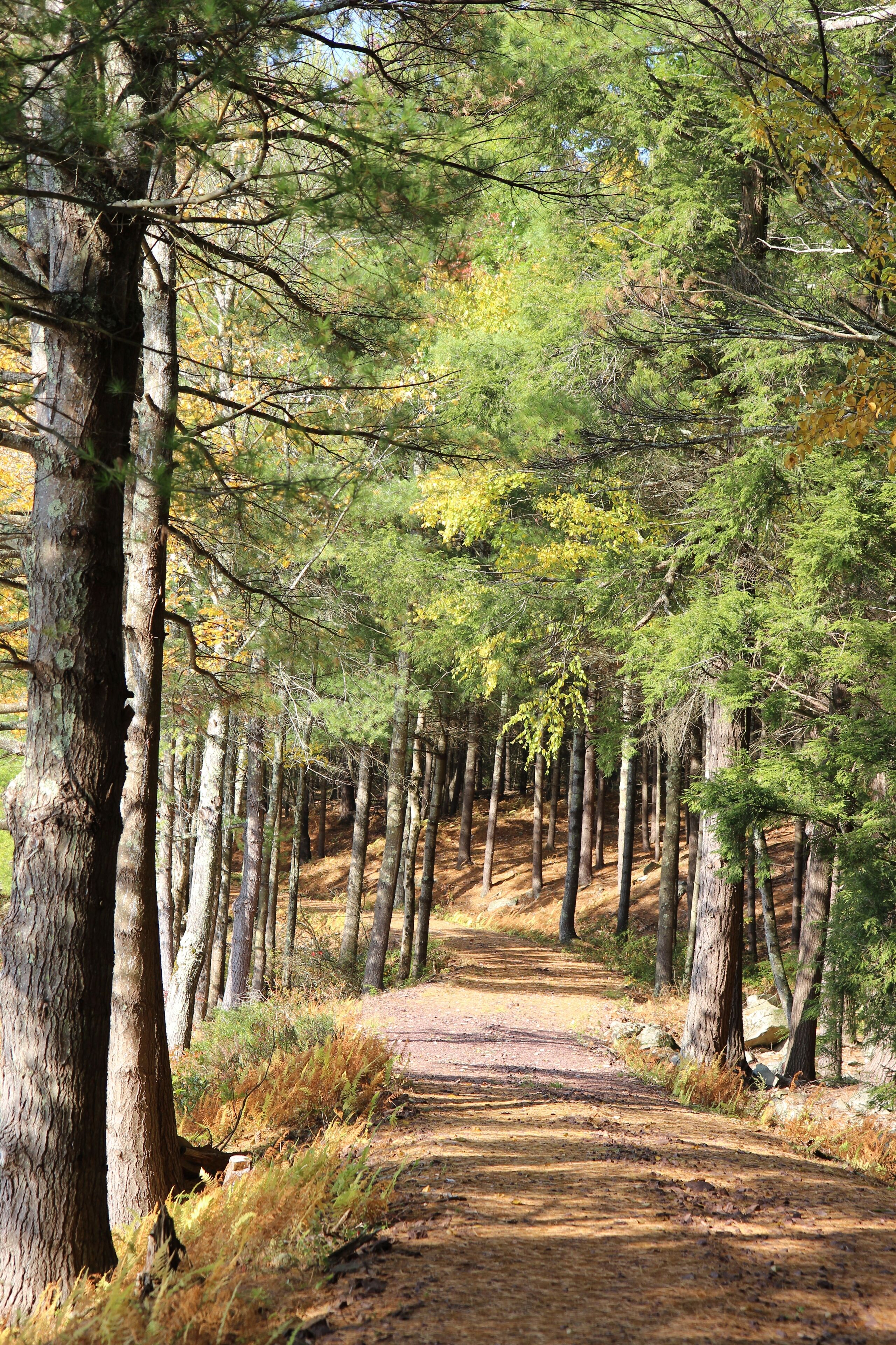 A forest path with tall trees and a dirt trail.