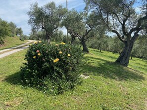 Área da propriedade