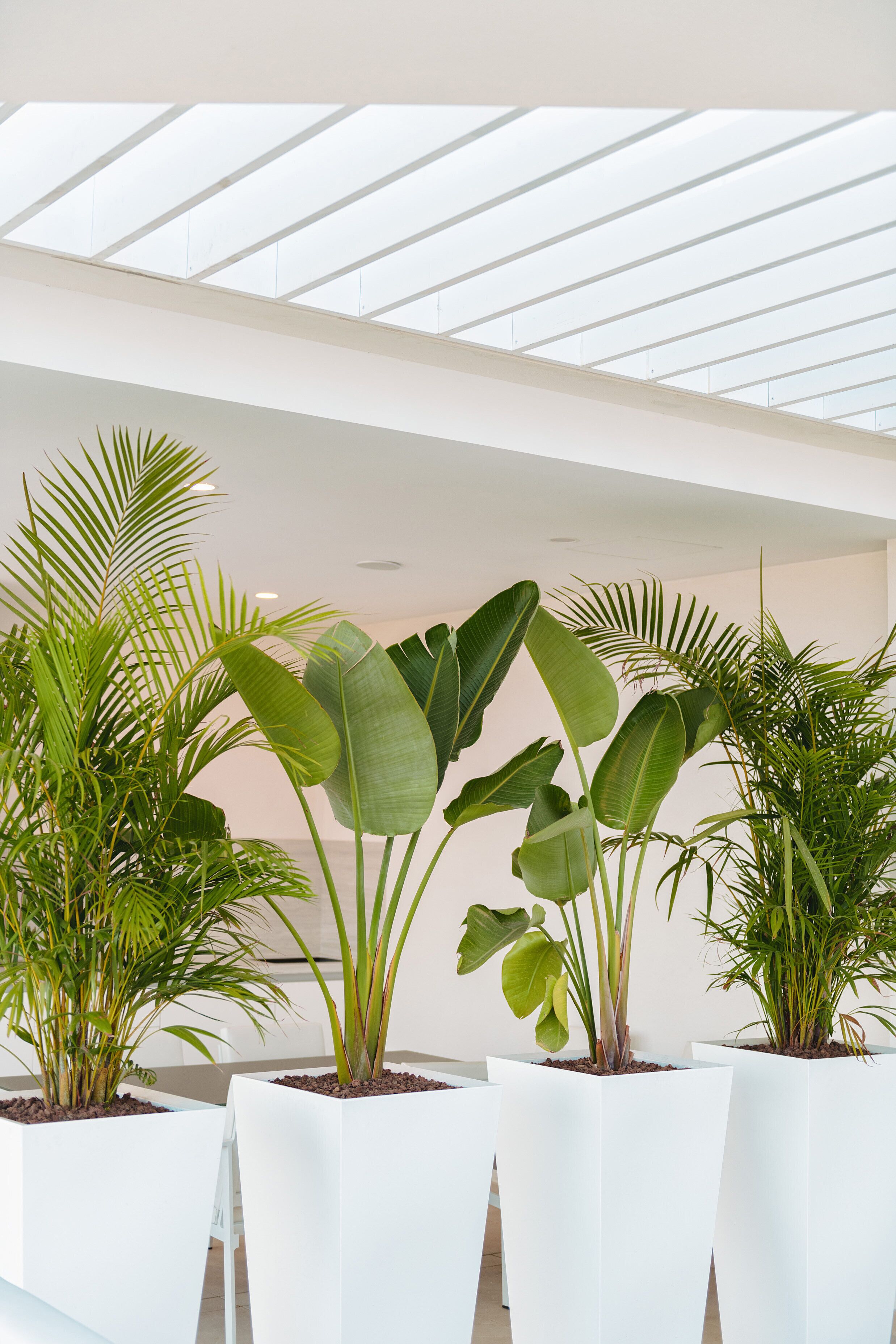 A modern indoor space with large potted plants arranged in a row, a skylight above, and a clean, white interior.