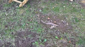 Un espacio de estar rústico al aire libre con dos sillas de madera y una pequeña mesa, rodeado de un entorno forestal natural.