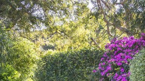 A stone staircase leading up to a stone wall, surrounded by lush greenery and flowering plants. - Stunning Beach Views With Pool. Easy Walk To Beach (KILLCARE)