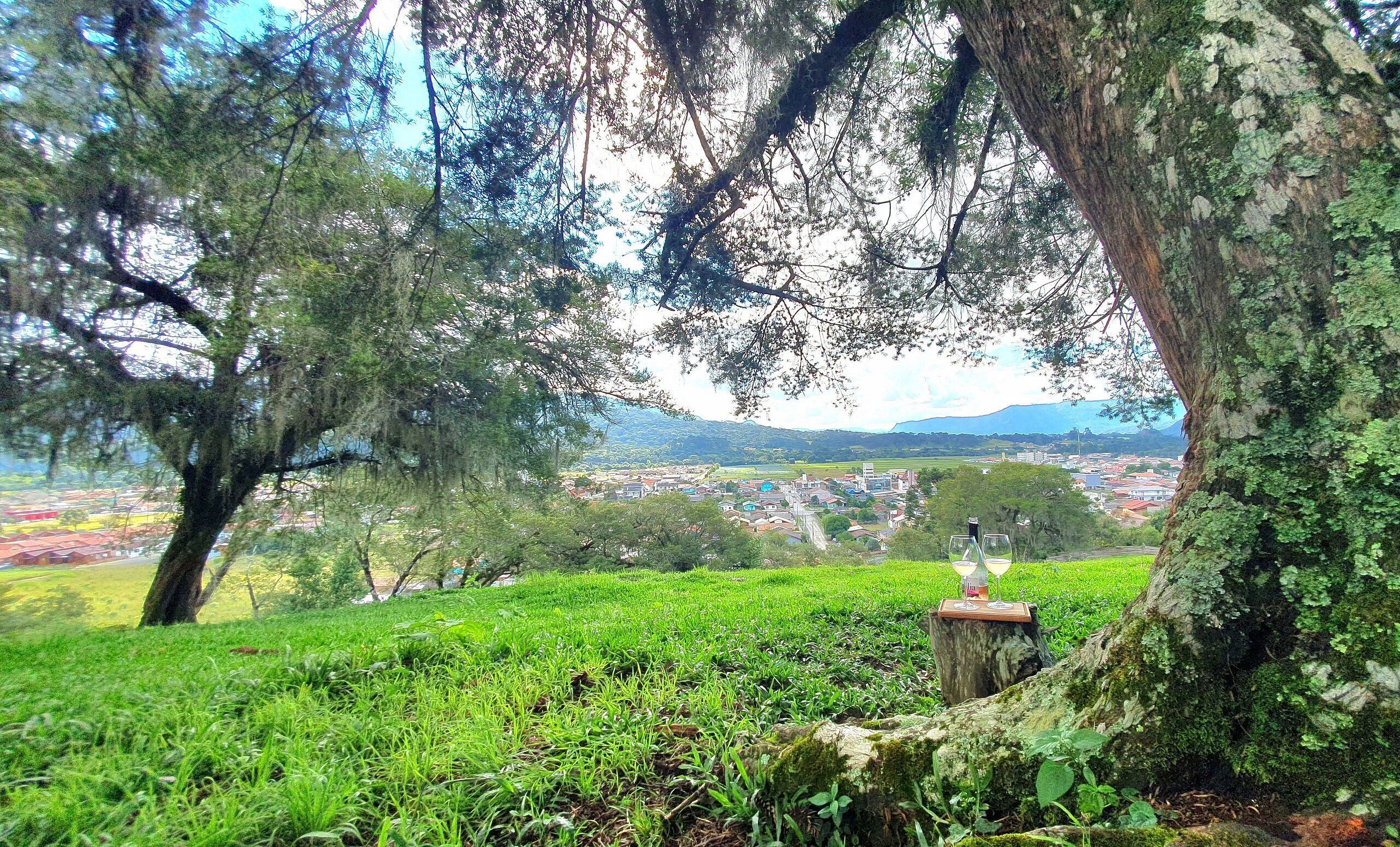 A lush green landscape with a view of a town in the distance, a wooden stump with a bottle and glasses, and a large tree with hanging moss.