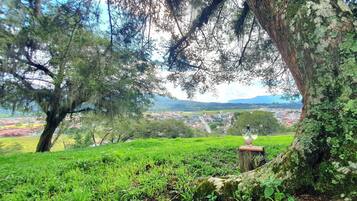 A lush green landscape with a view of a town in the distance, a wooden stump with a bottle and glasses, and a large tree with hanging moss.