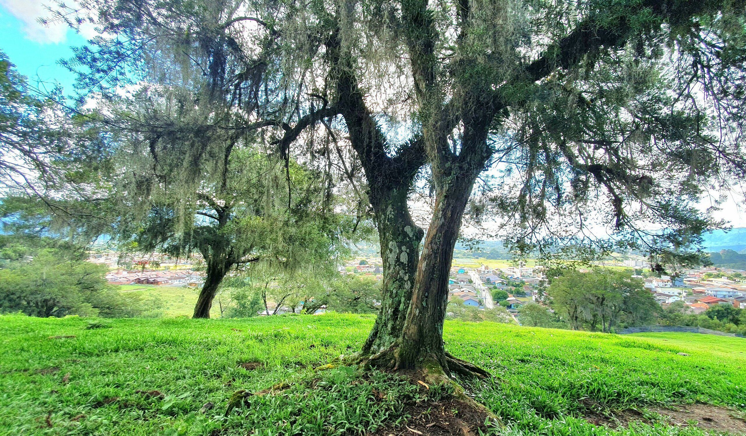 Un gran árbol con ramas cubiertas de musgo en un campo de hierba.
