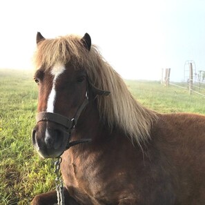 Ein Pferd mit weißem Streifen im Gesicht, mit Halfter ausgestattet, steht auf einer grünen Wiese.