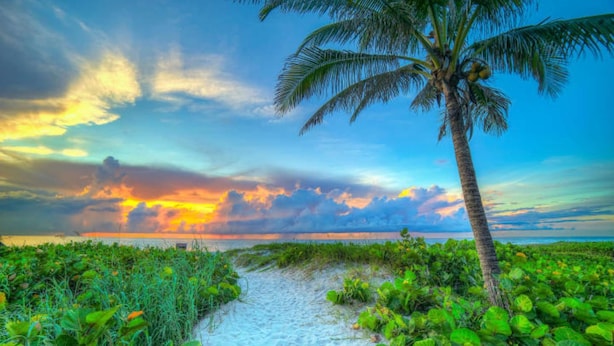 A beach path with lush greenery and a palm tree.