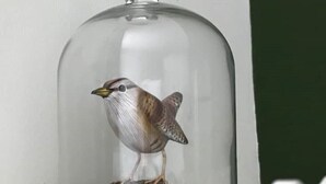 Un oiseau sous une cloche de verre, posé sur un piédestal.