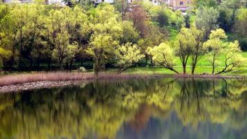 Una escena tranquila junto al lago, con el reflejo de árboles y edificios.