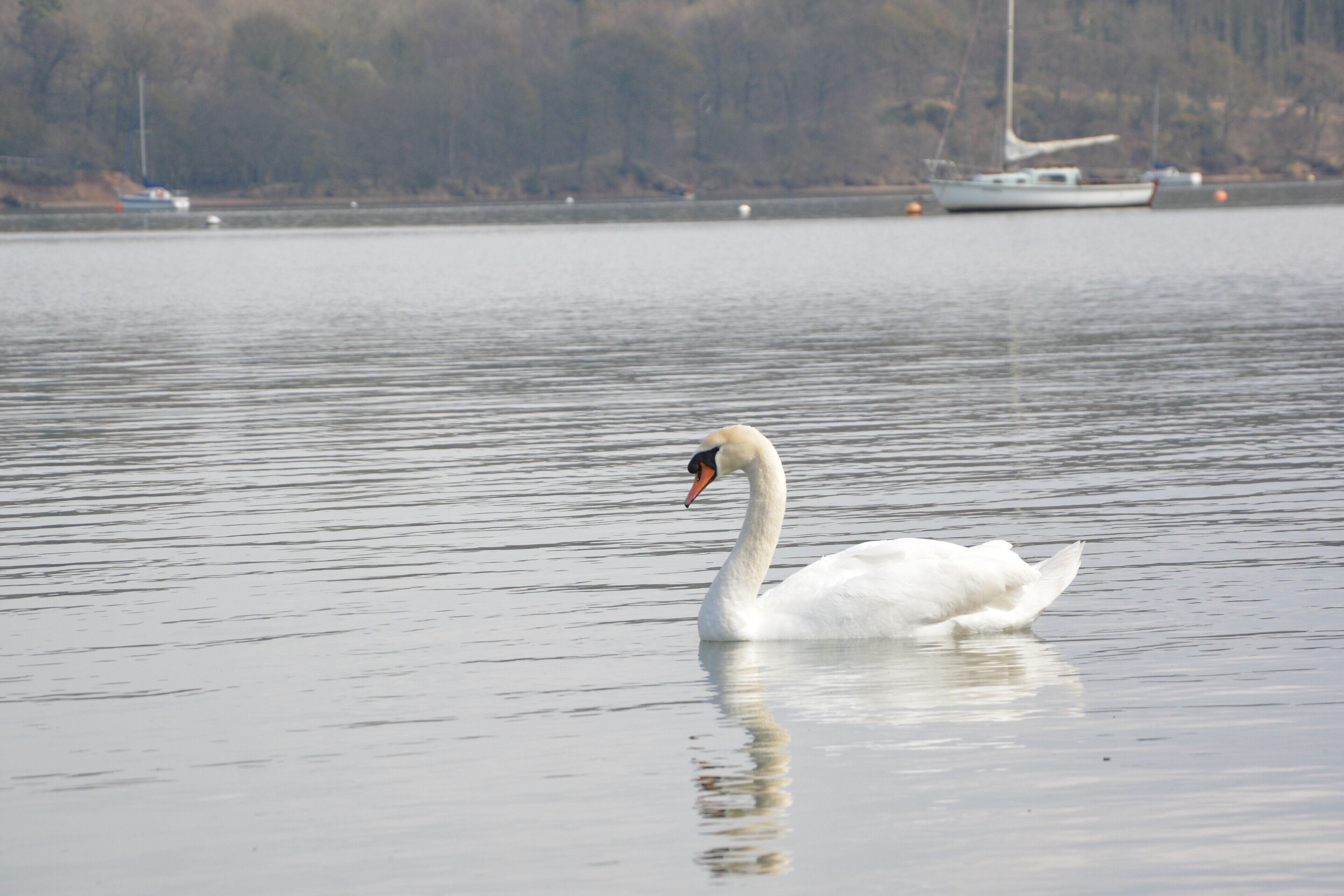 A swan swimming in a calm body of water with boats in the background.