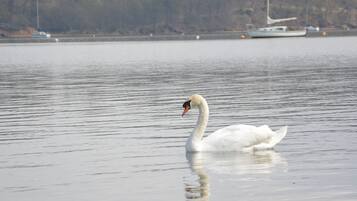 A swan swimming in a calm body of water with boats in the background.