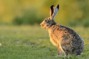 Property grounds - Upper Lodge, Shotley (Ipswich)