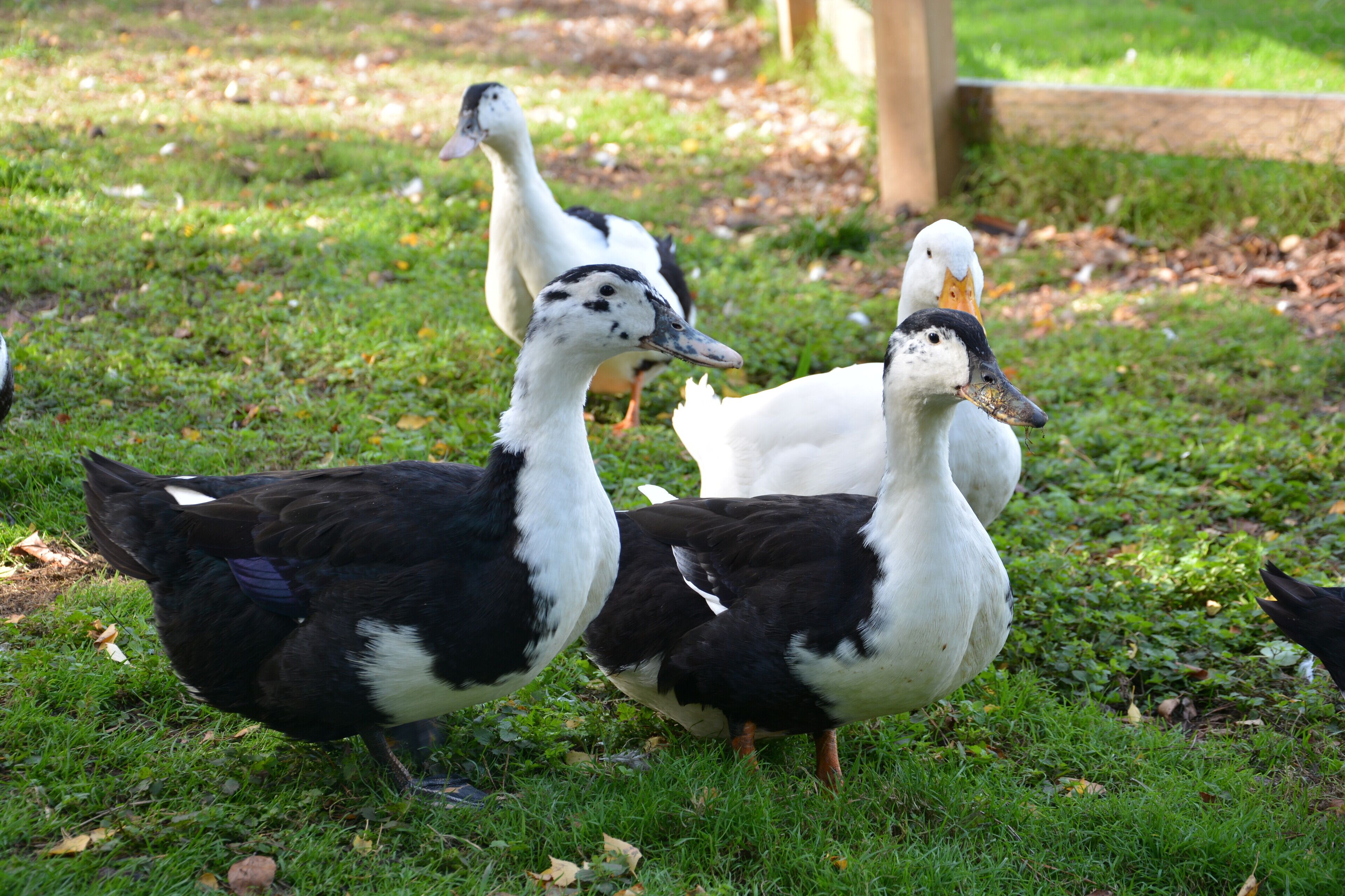Un grupo de patos en un área de césped con una estructura de madera al fondo.