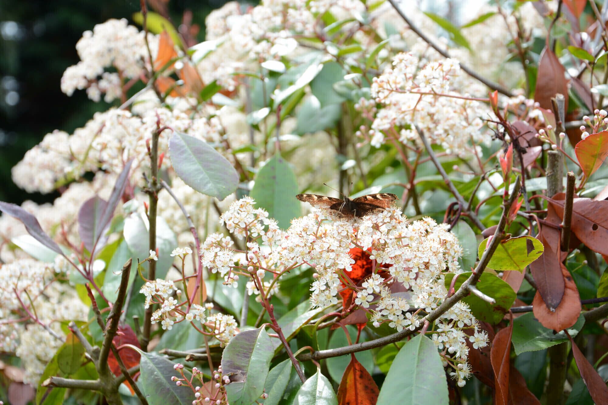 Un papillon perché sur une grappe de fleurs blanches, entourées de feuilles vertes.