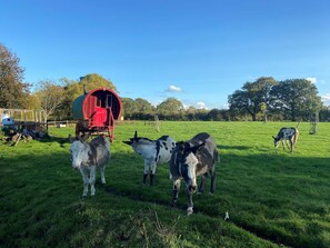 Property grounds - Fishpond House, Sotherton (Beccles)