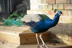Interior - Fishpond House, Sotherton (Beccles)