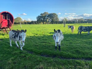 Property grounds - Fishpond House, Sotherton (Beccles)