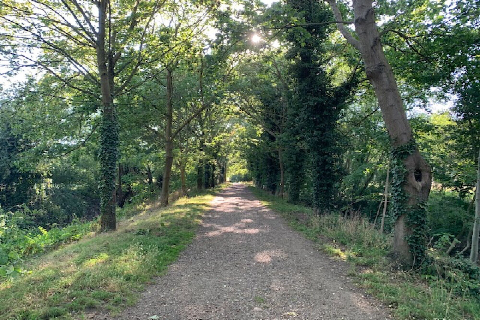 A narrow gravel path surrounded by dense greenery and trees.