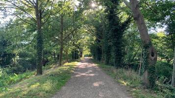 A narrow gravel path surrounded by dense greenery and trees.