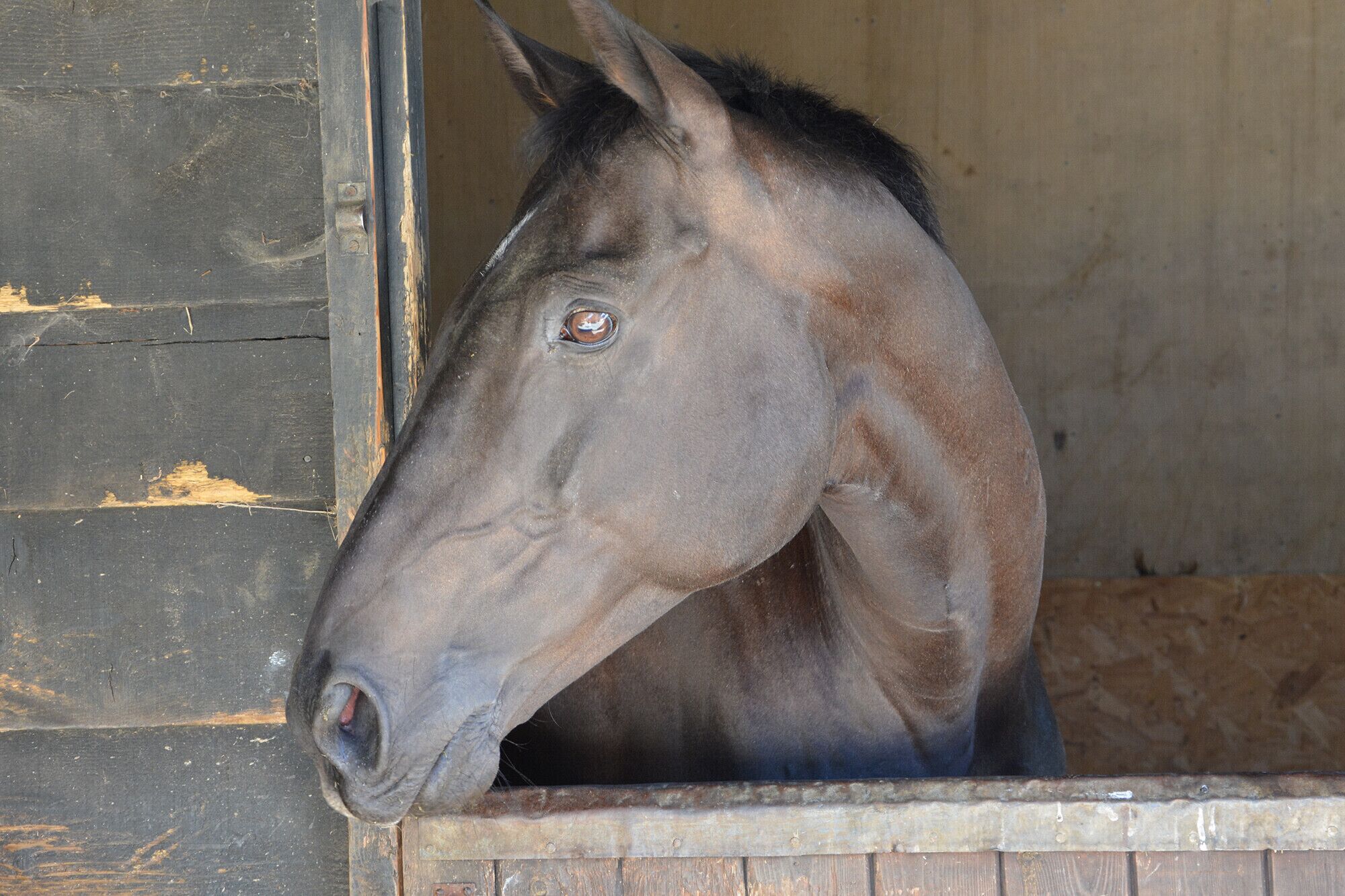 A horse inside a stable with a wooden door and walls.