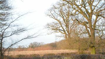 Un albero grande e spoglio in un campo con erba secca e cespugli.