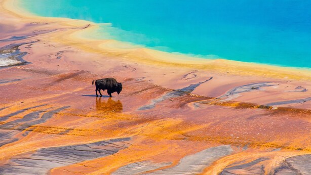 Un bisonte in piedi su un terreno ricco di minerali dai colori vivaci, vicino a un lago color turchese.