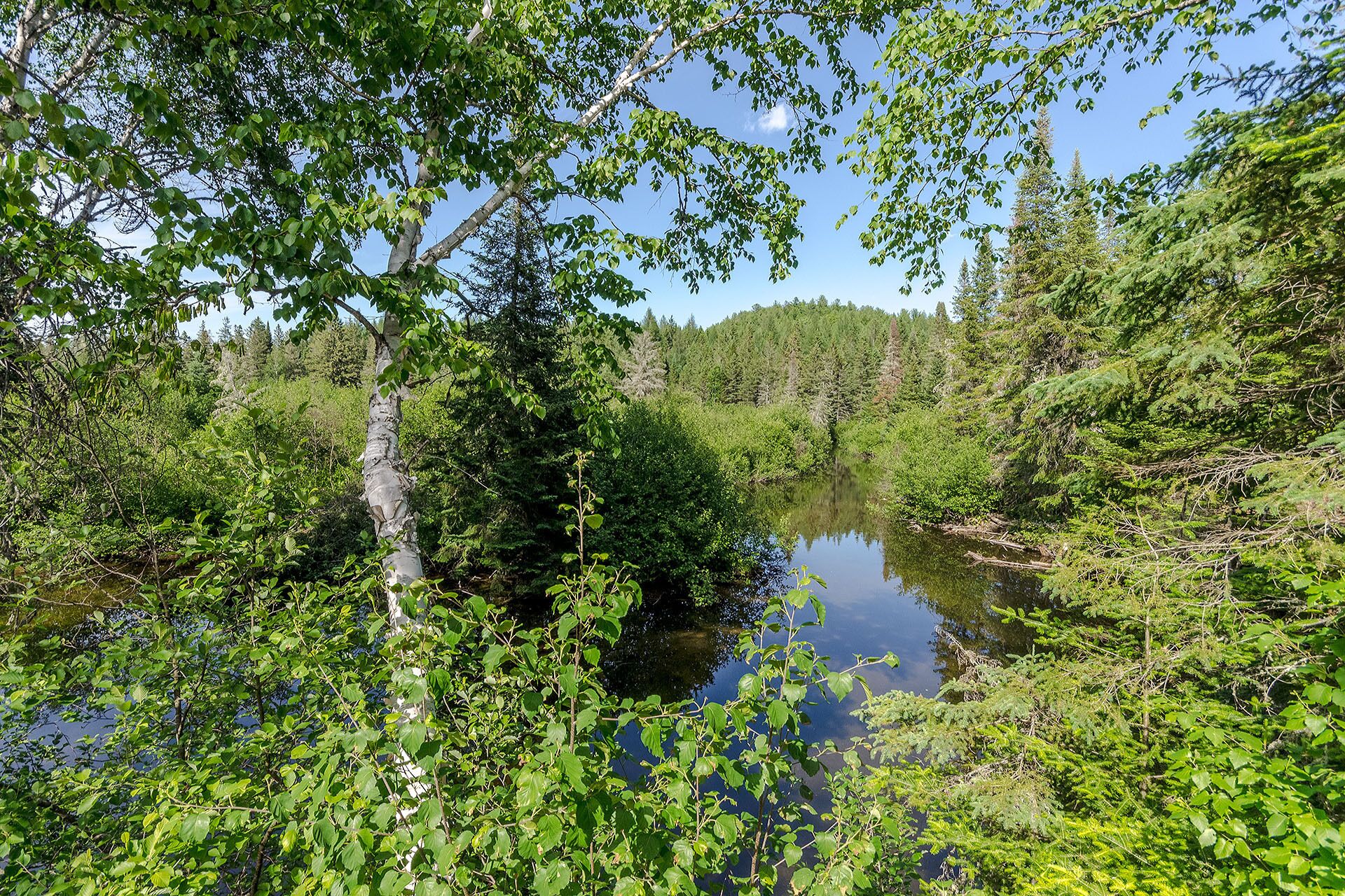 A serene forested area with a calm river, dense greenery, and a clear sky.