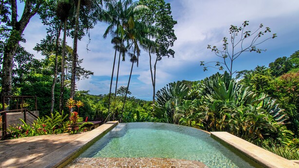 Une piscine aux eaux cristallines, entourée d’une végétation tropicale luxuriante et de grands arbres.