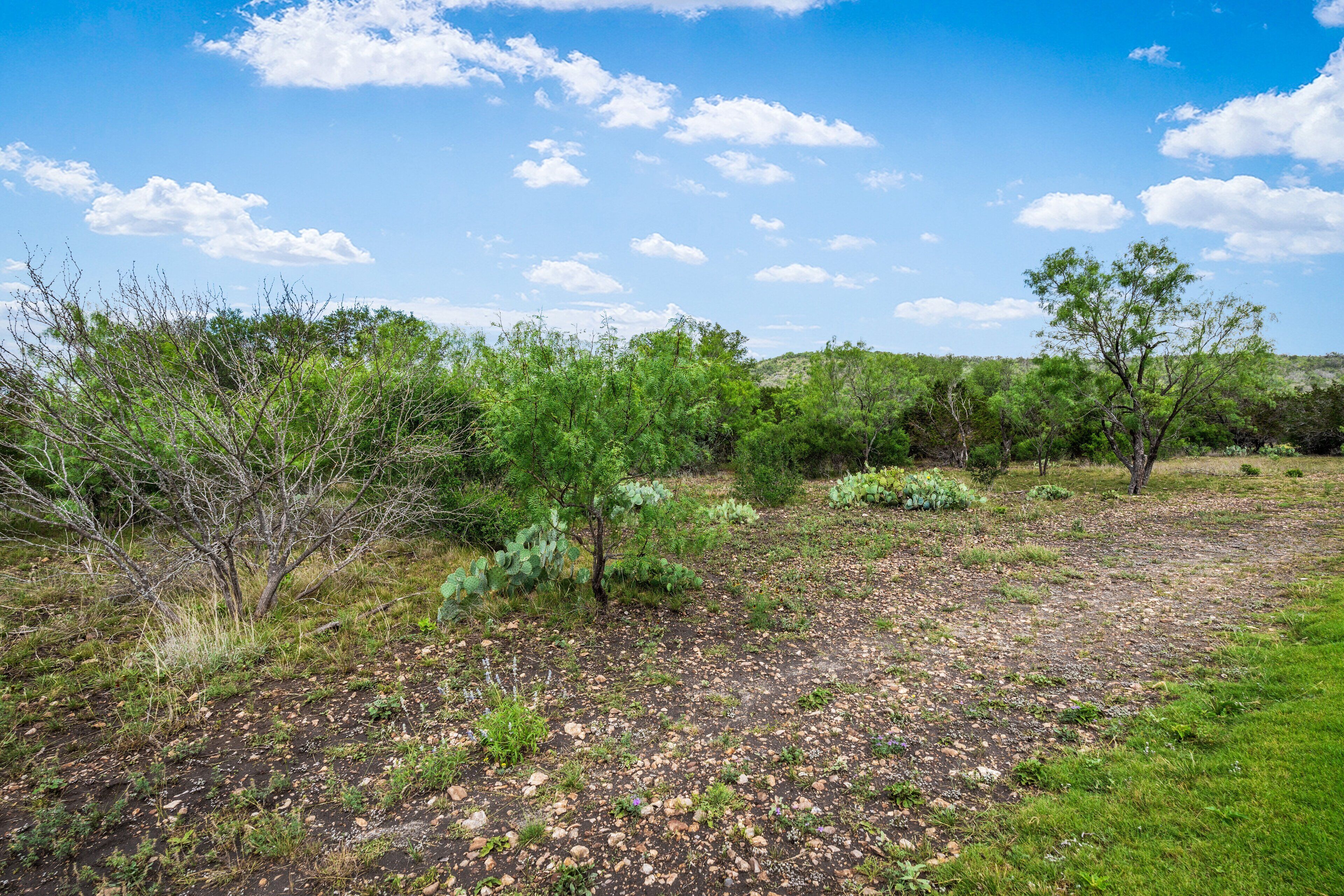 A natural landscape with various trees and shrubs, a clear sky, and a hilly background.