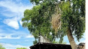 A covered outdoor area with a concrete pathway leading to a building, surrounded by trees and a white fence. - Cozy, 1 bedroom Cottage with Mountain views! (Tolleson)