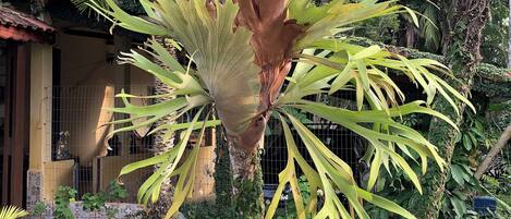 A garden with a palm tree, potted plants, and a tiled wall.