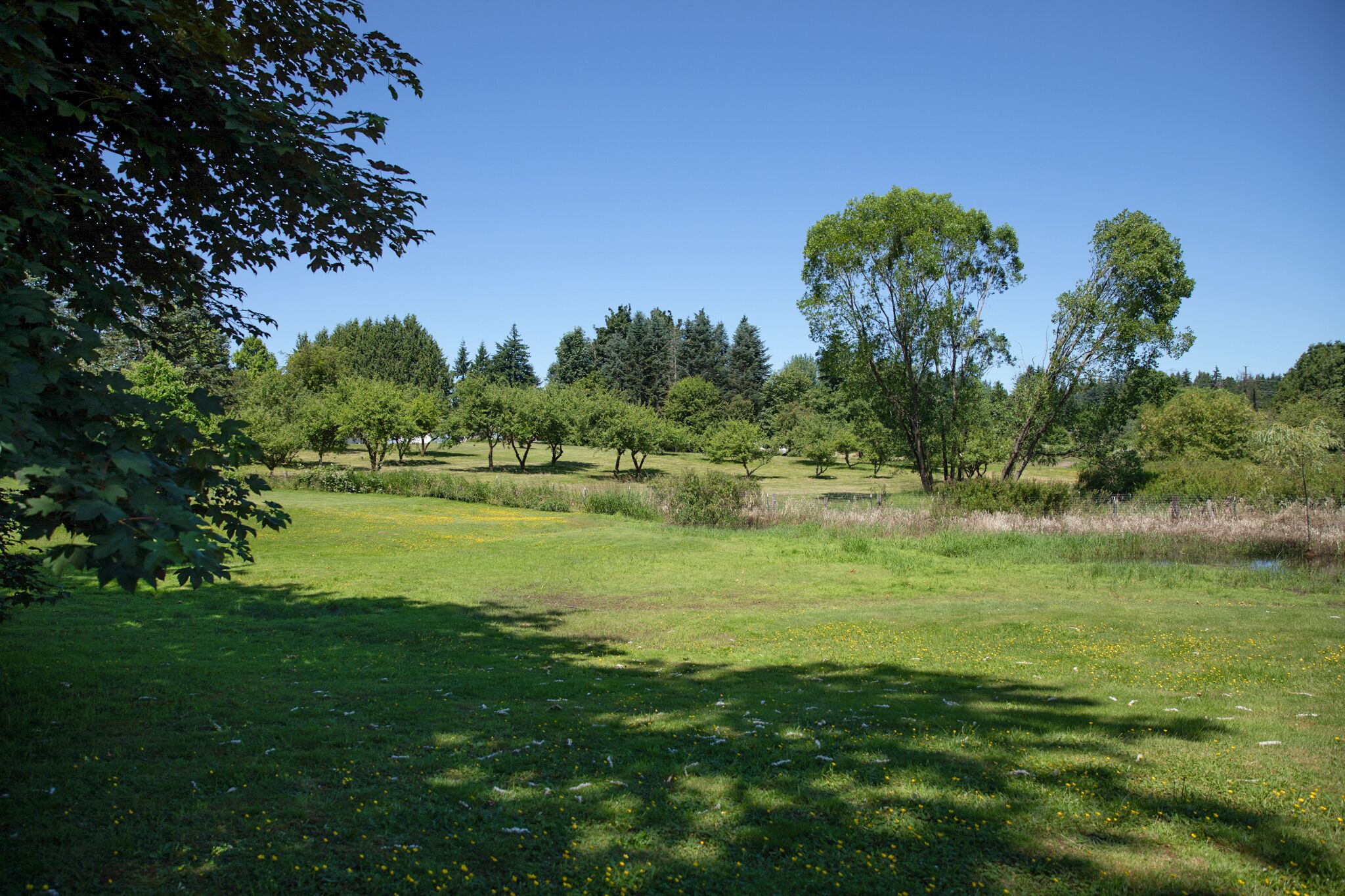 Un parc avec des arbres, de l’herbe et un étang.