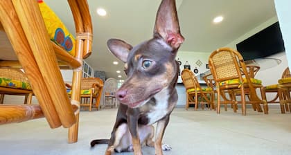 Cozy house neart to the swimming pool with 4 bedrooms and 5 bathroom pet fiendly