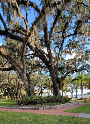 A large tree with Spanish moss, surrounded by grass and a paved walkway. - Tropical Resort & Marina on Lake Beresford (DeLand)