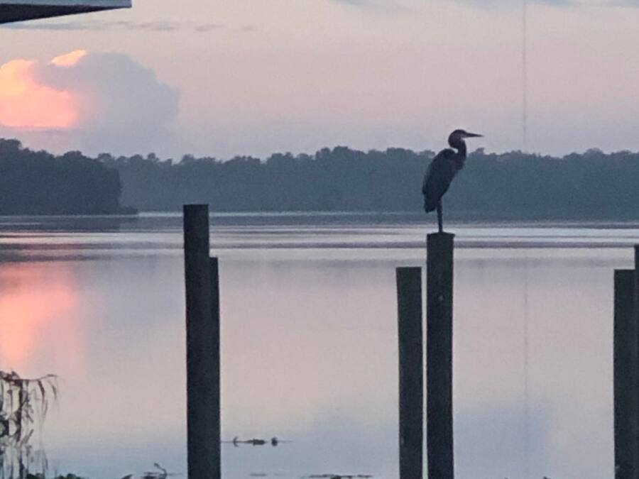 A bird standing on a wooden post by a calm lake with a sunset in the background.