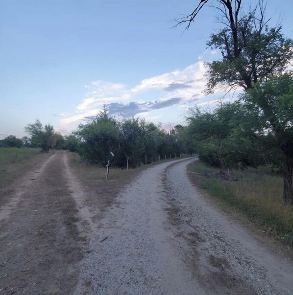A rural dirt road flanked by trees and vegetation.