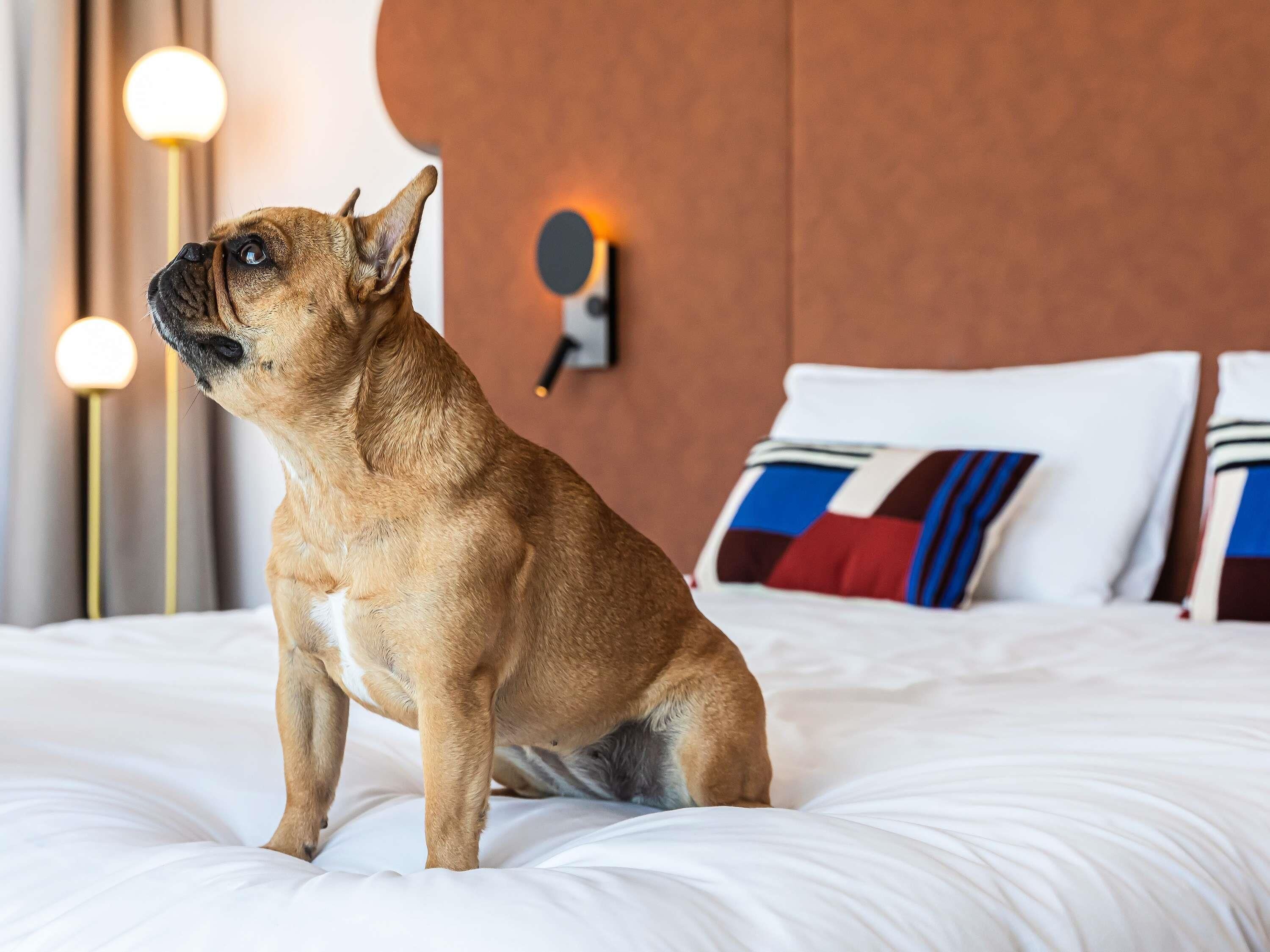 Un perro sentado en una cama con un cabecero moderno y almohadones decorativos.