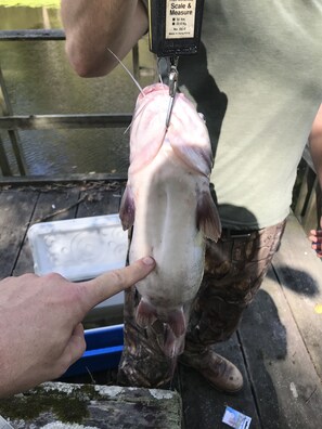 Miscellaneous - Freedom Cabin private pond & nature preserve (Freedom)